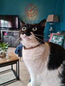 Photo de galerie - Garde animaux