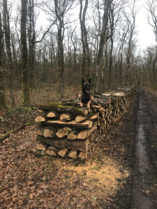 Photo de galerie - Elagage et coupe d'arbres