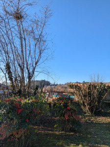 Photo de galerie - Taillage de noisetiers avec évacuation 