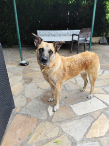 Photo de galerie - Garde animaux