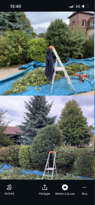 Photo de galerie - Taille d’arbustes 