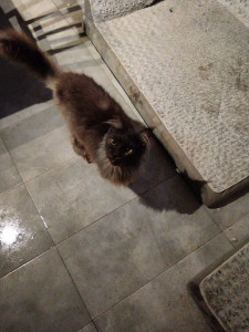 Photo de galerie - Très jolie maine coon adorable ?