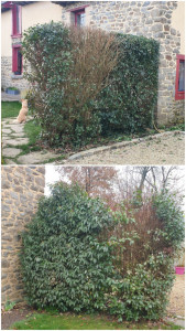 Photo de galerie - Taille de haie 