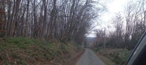 Photo de galerie - Abattage de plus de 80 arbres sur le côté gauche.