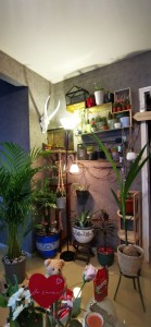 Photo de galerie - Plantation tous types de plantes (intérieur et extérieur) + entretien 
