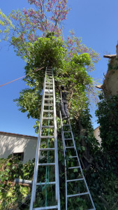 Photo de galerie - élagage de 7m de hauteur 