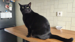 Photo de galerie - Garde chat