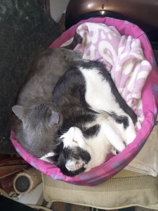 Photo de galerie - Mes deux chats qui sont très sociables ! 