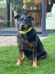 Photo de galerie - Éducateur depuis plus de 35 ans, je suis à votre disposition si.. vous êtes très motivés