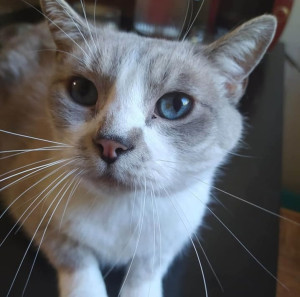 Photo de galerie - Mon chat qui nous a quitté 