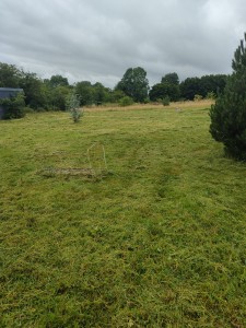 Photo de galerie - Tonte de pelouse - Débroussaillage