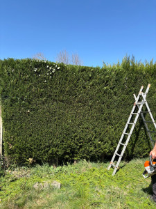 Photo de galerie - Taille de haie 