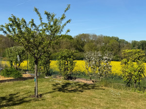 Photo de galerie - Taille d’arbustes 