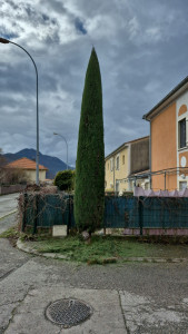 Photo de galerie - Taille de cyprès 
