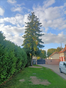 Photo de galerie - Début de chantier pour l'abattage d'un sapin 