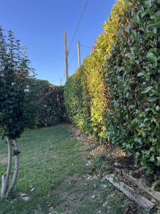 Photo de galerie - Taillage de haie laurier,cyprès 