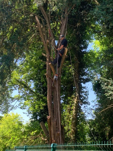 Photo de galerie - élagage d’un arbre 