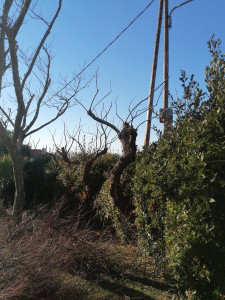 Photo de galerie - Elagage et coupe d'arbres