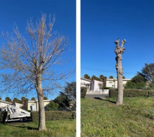 Photo de galerie - élagage de l’arbre 