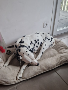 Photo de galerie - Un dalmatien 