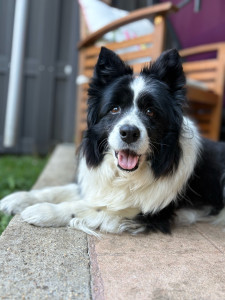 Photo de galerie - Héra, petite border de 14 ans :)