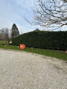 Photo de galerie - Taille de laurier 