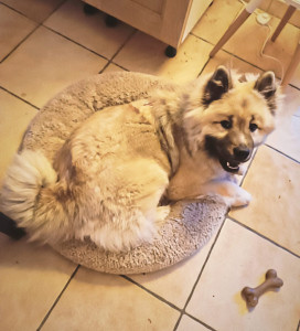 Photo de galerie - Un chiot Eurasier déjà grand !