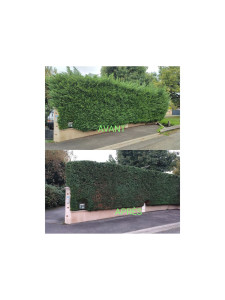 Photo de galerie - Taille de haies 