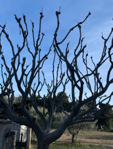 Photo de galerie - Taille d’arbre propre a bon prix
