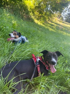 Photo de galerie - Garde chien