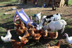 Photo de galerie - Ma mini ferme 