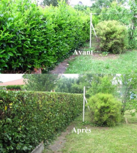 Photo de galerie - Taille de haie tonte de pelouse et taille d'arbustes