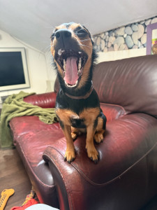 Photo de galerie - Nala une chienne très sympa que j’ai eu l’occasion de garder