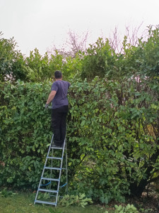 Photo de galerie - Taille de haie