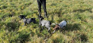 Photo de galerie - Garde chien