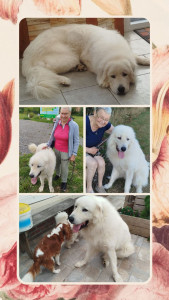 Photo de galerie - Benji grand patou tellement adorable aussi