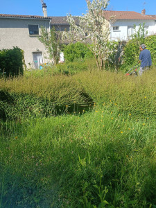 Photo de galerie - Entretien de haie et pelouse 