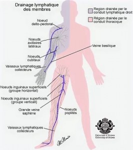 Photo de galerie - Zones lymphatique stimulées.
