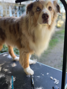 Photo de galerie - Bain brushing + égalisation 