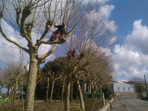 Photo de galerie - Élagage d’arbres 