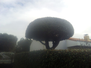 Photo de galerie - Taille de haies et d'arbustes