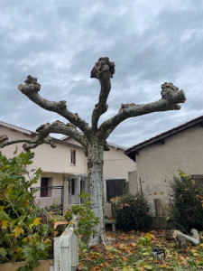 Photo de galerie - Taille de platane 
