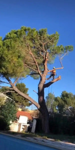 Photo de galerie - Elagage et coupe d'arbres