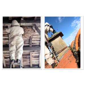 Photo de galerie - Et je détruis les nids de guêpes et de frelons !