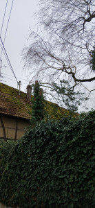 Photo de galerie - Abattage d'arbre après 