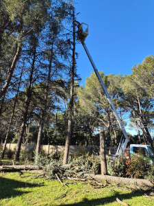 Photo de galerie - Abattage d'arbre Cavaillon
