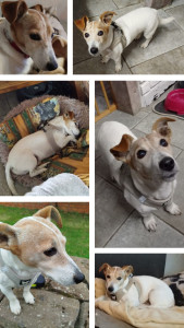 Photo de galerie - Le kiffe pour le petit Toby !