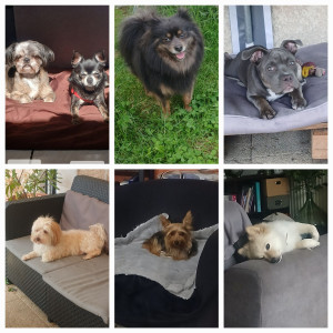 Photo de galerie - Les petits loulous 