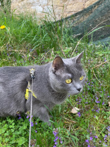 Photo de galerie - Garde chat
