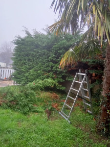 Photo de galerie - Elagage et coupe d'arbres